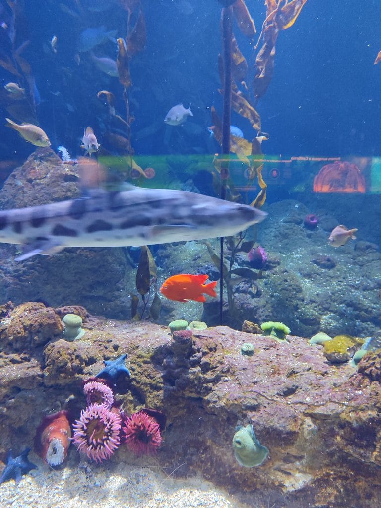 El Oceanogràfic de Valencia: el acuario más grande de Europa - Plan ...